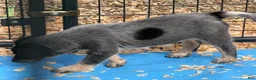 Australian Cattle Dog dogs for sale: Peanut - Ad 3