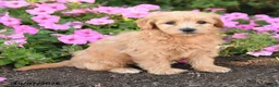 Mini Goldendoodle dogs for sale: Roxie - Ad 4
