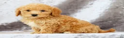 Bichpoo dogs for sale: Evan - Ad 8