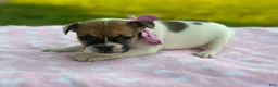 French Bulldog dogs for sale: Sweet Pea - Ad 2