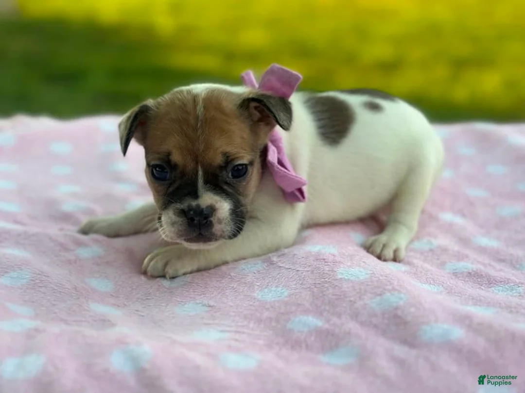 French Bulldog dogs for sale: Sweet Pea - Ad 2