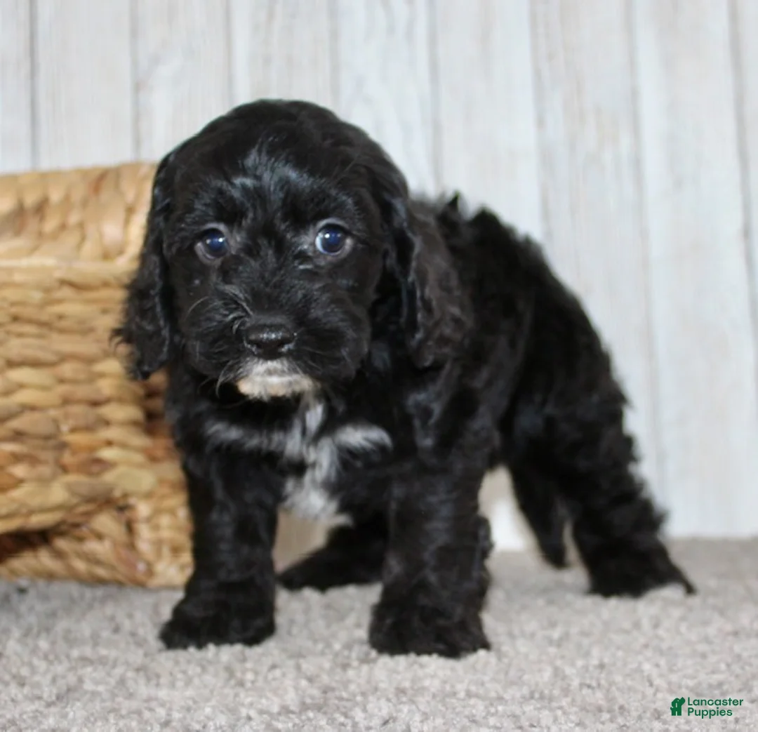 Cockapoo dogs for sale: Coco - Ad 9