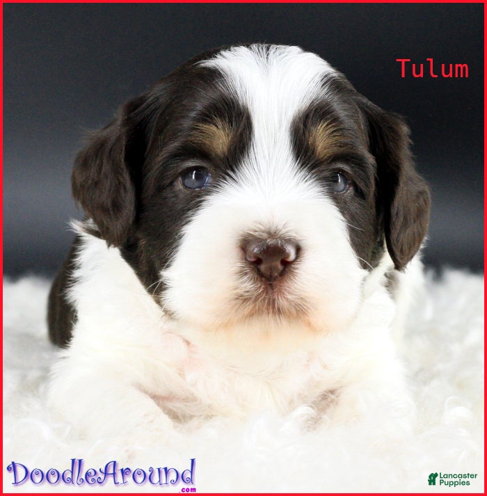 Australian Labradoodle dogs for sale: Tulum - Ad 16