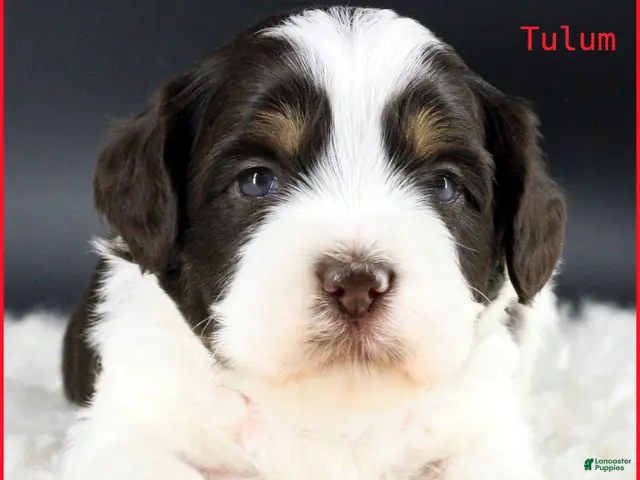 Australian Labradoodle dogs for sale: Tulum - Ad 16