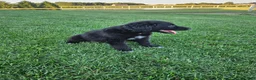 Mixed Breed dogs for sale:  Rocky - Ad 4