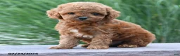 Toy Poodle dogs for sale: Tiny Lucky - Ad 3