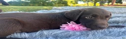 Labrador Retriever dogs for sale: Labrador Retriever pink - Ad 3