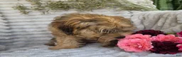 Shihpoo dogs for sale: Mayson - Ad 8