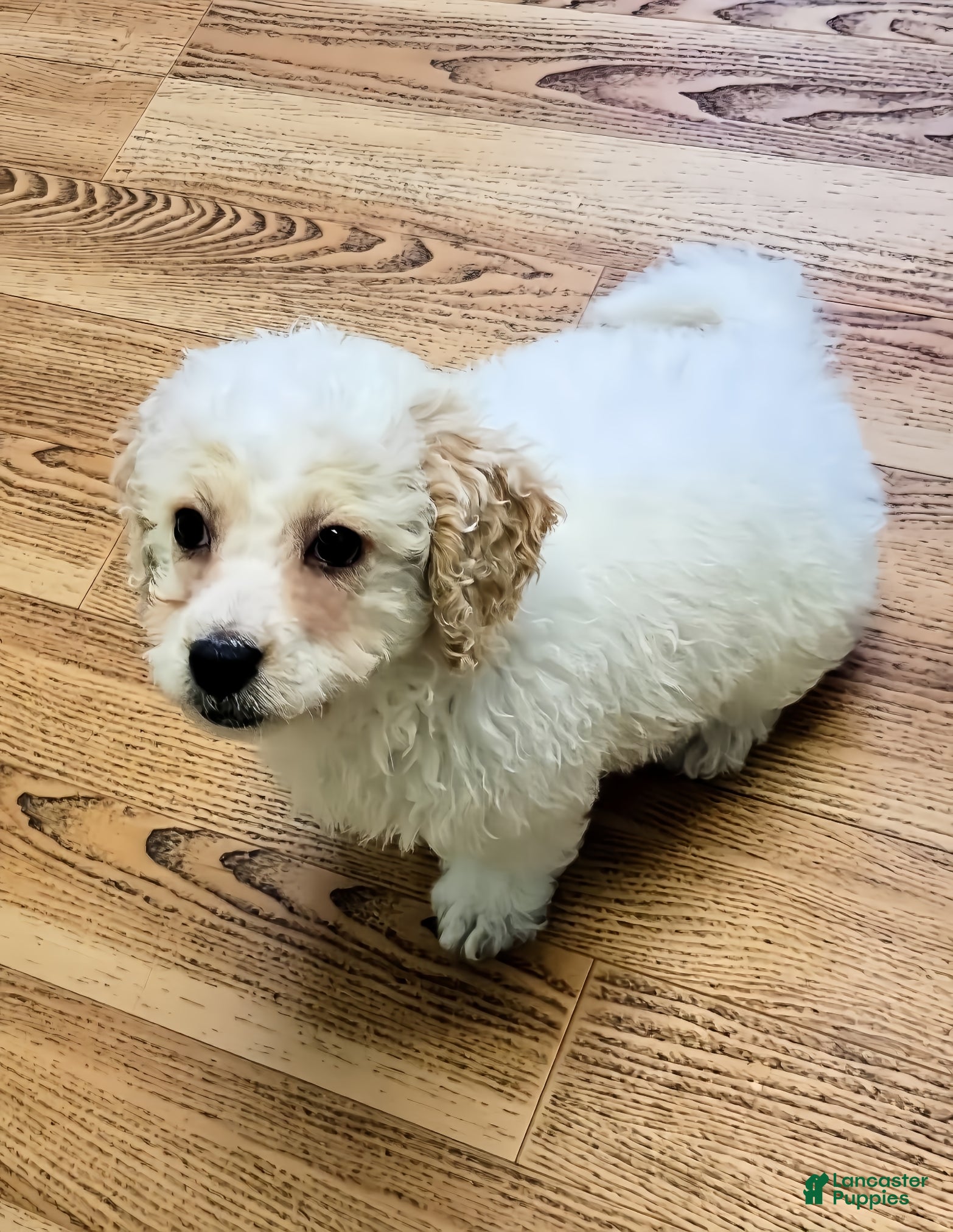 Mini Goldendoodle dogs Jake - Ad 17