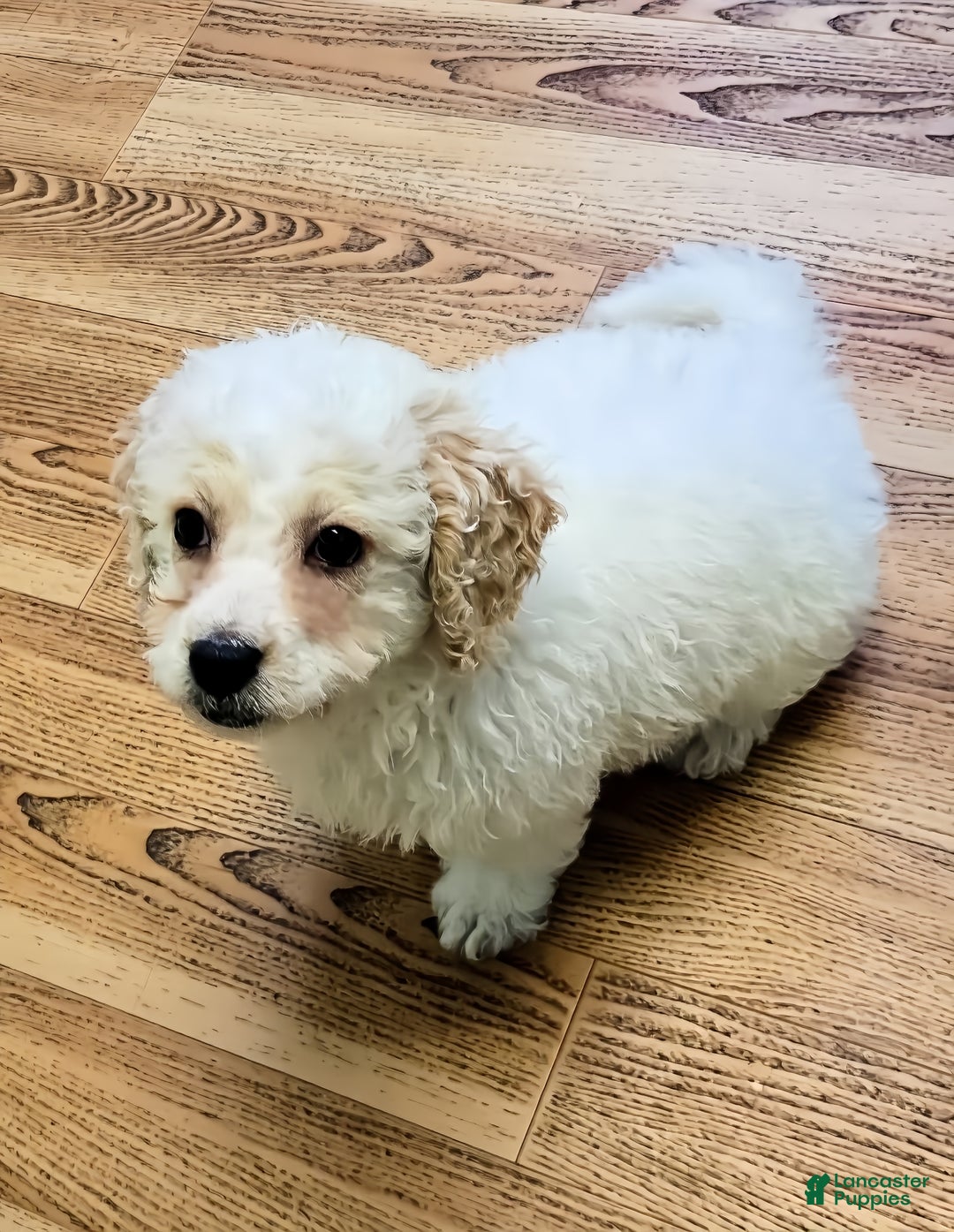 Mini Goldendoodle dogs for sale: Jake - Ad 1