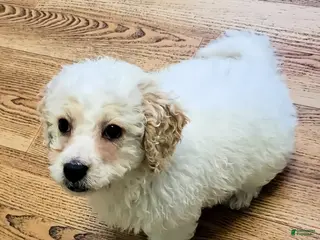 Mini Goldendoodle dogs Jake - Ad 35