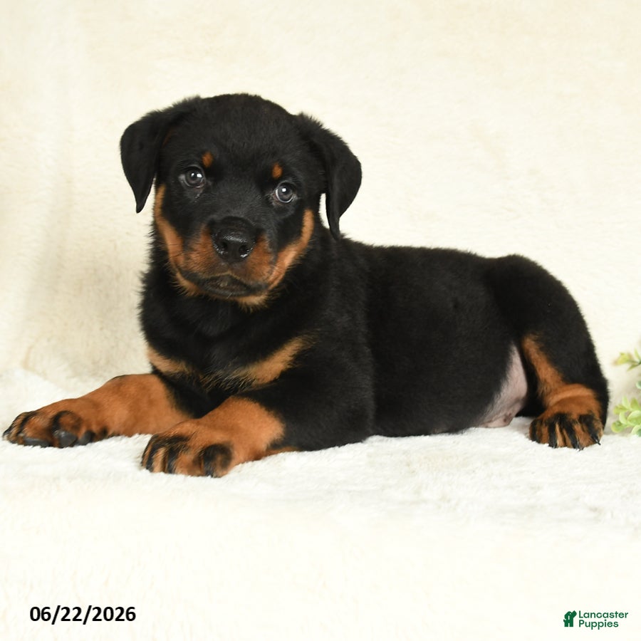 Rottweiler dogs Arlo - Ad 2