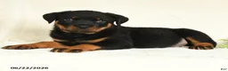 Rottweiler dogs for sale: Arlo - Ad 2