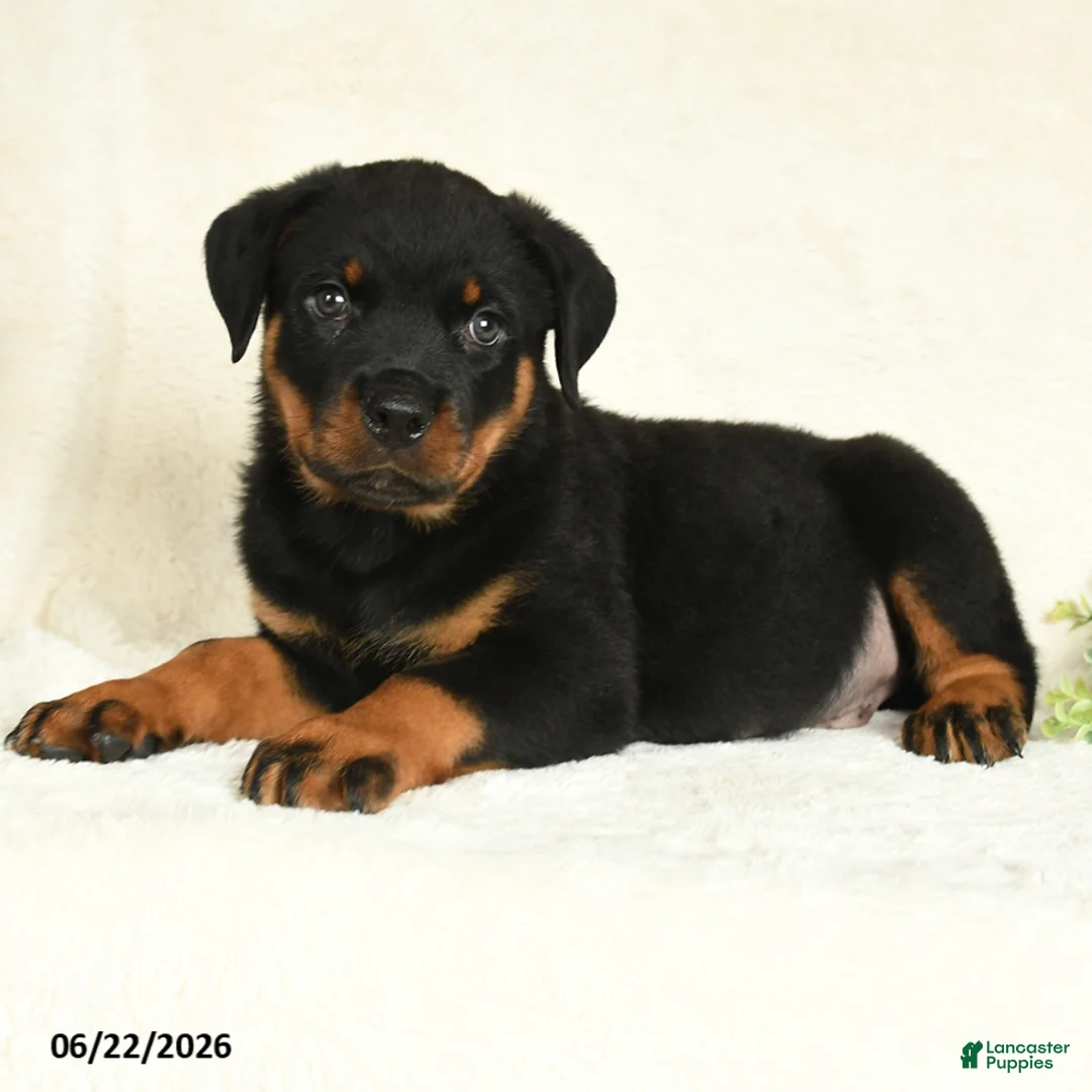Rottweiler dogs for sale: Arlo - Ad 2