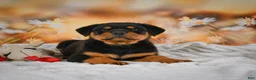 Rottweiler dogs for sale: Mason - Ad 4