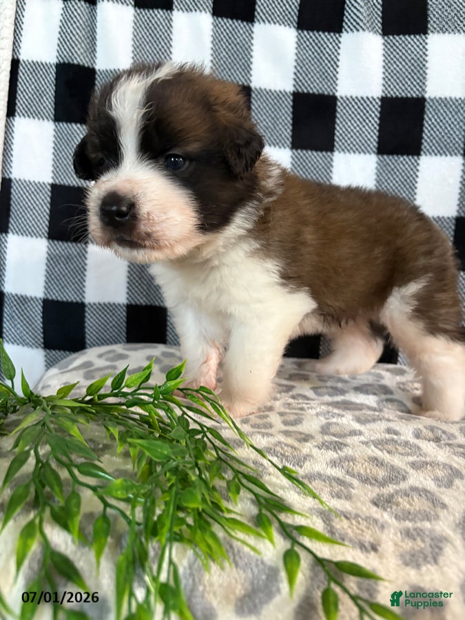 Saint Bernard dogs Cyber - Ad 1