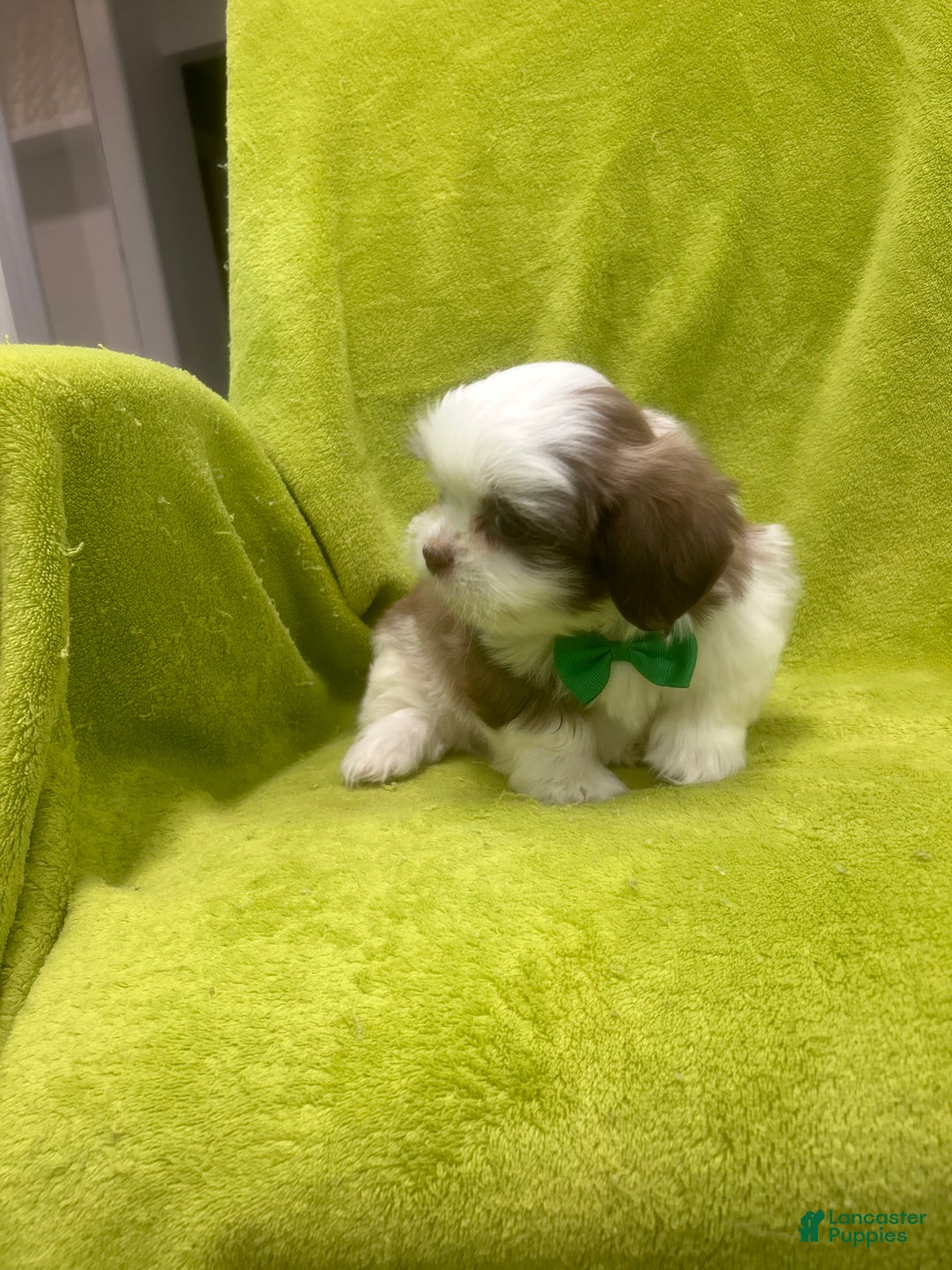 Teddy Bear dogs for sale: Teddy Bear Puppy 1 - Ad 3