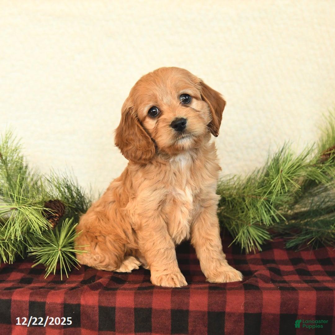 Cockapoo dogs for sale: Koda - Ad 2