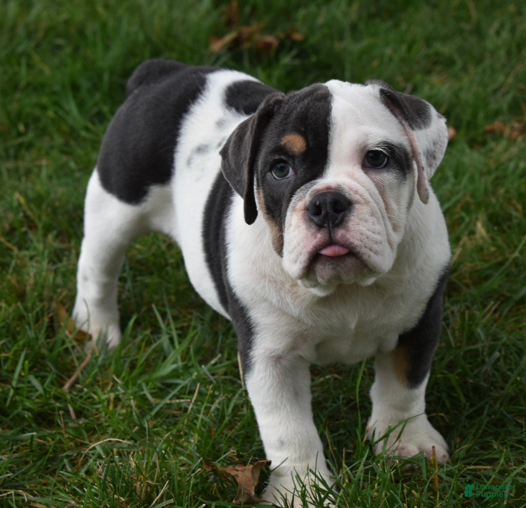 Beabull dogs Bella  - Ad 2