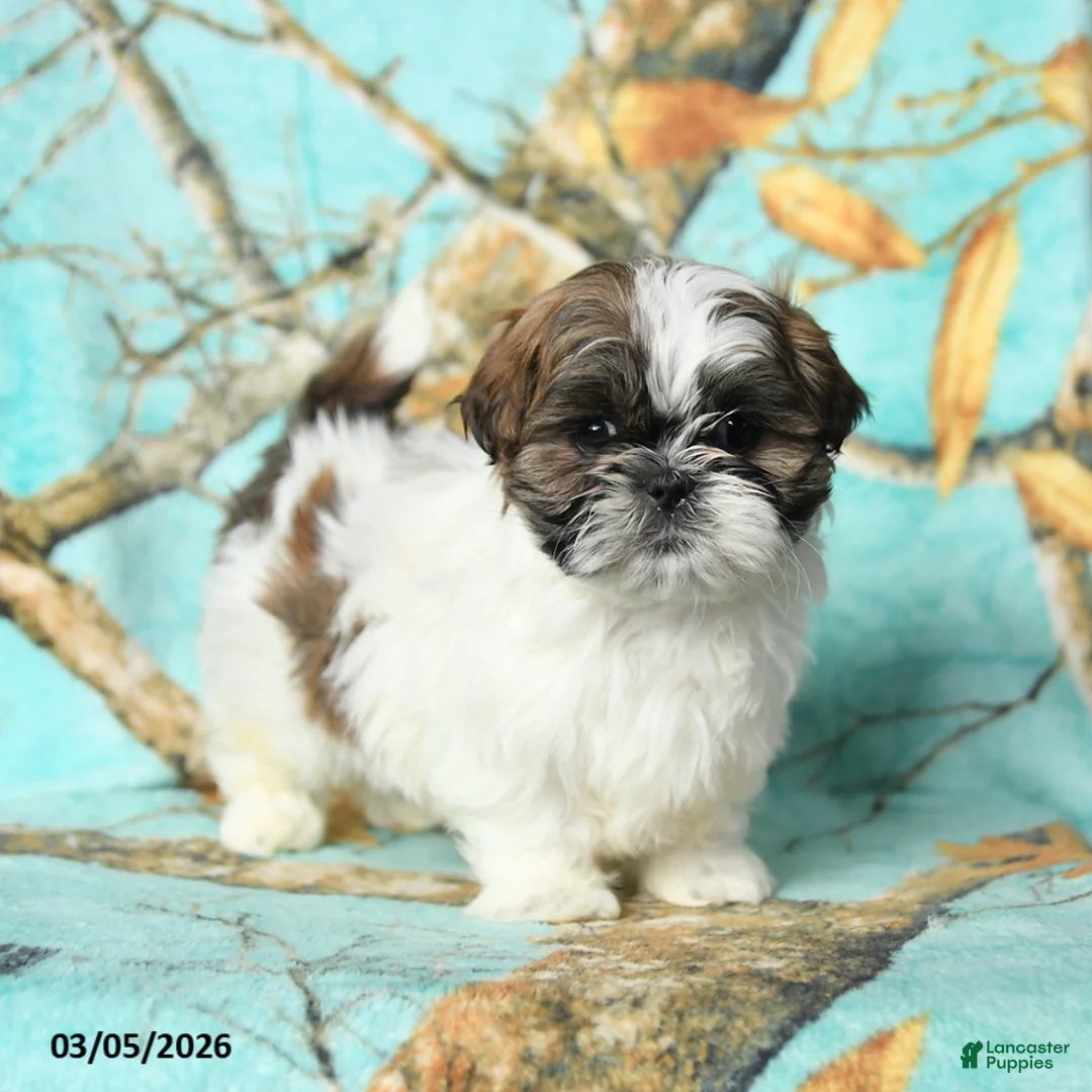 Shih Tzu dogs for sale: Tucker - Ad 1