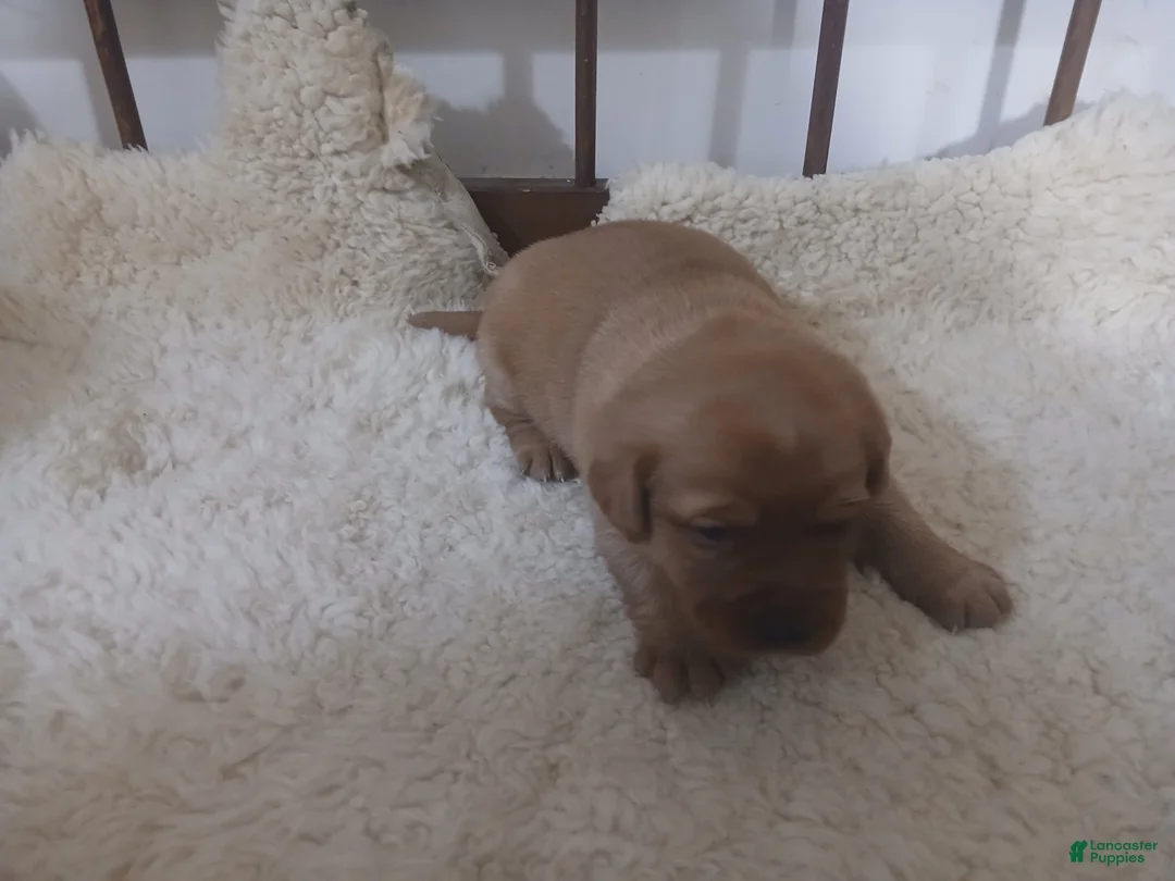 Labrador Retriever dogs for sale: Archer - Ad 14