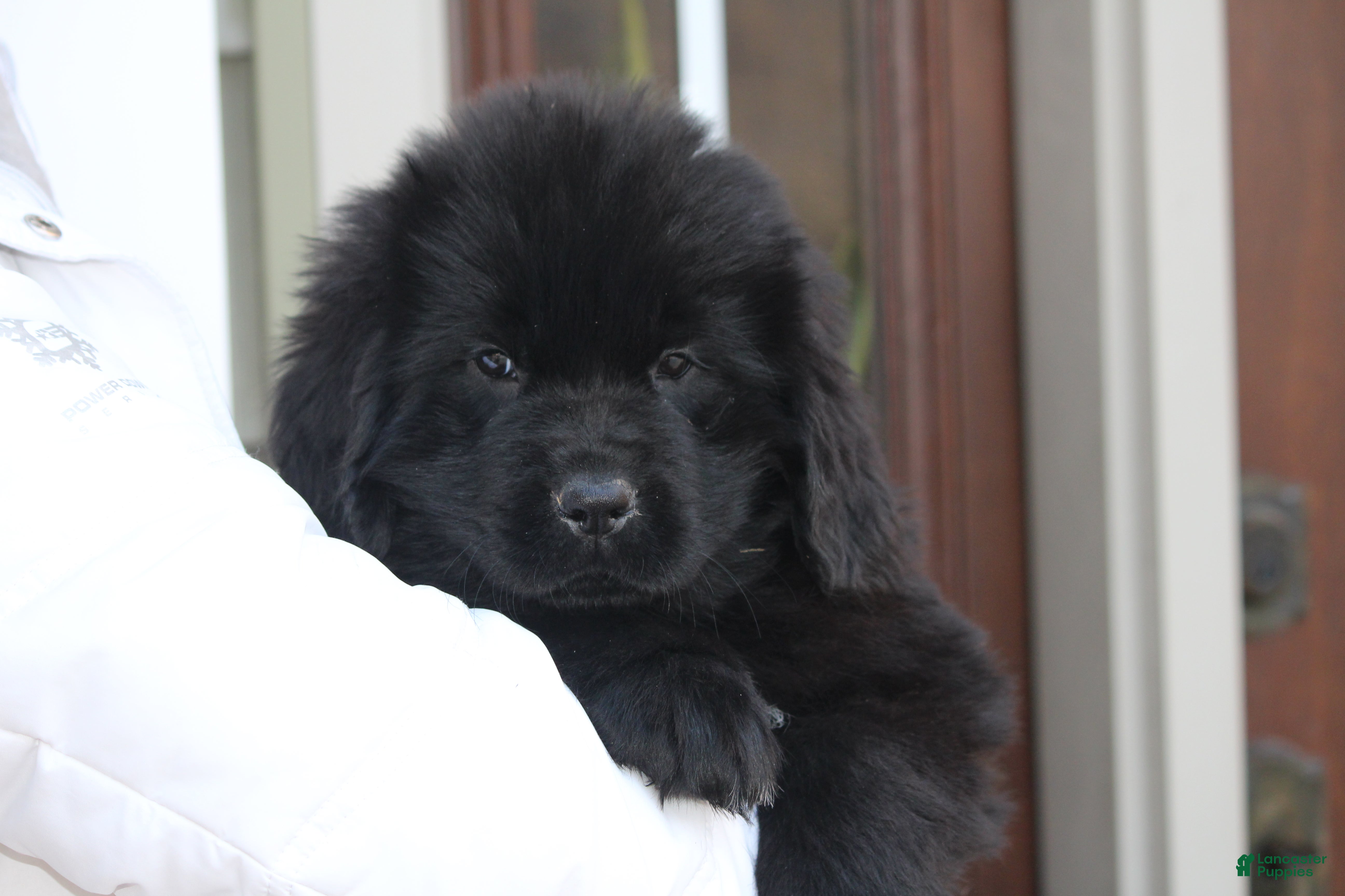 Newfoundland dogs Paris - Ad 5