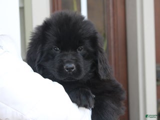 Newfoundland dogs Paris - Ad 5