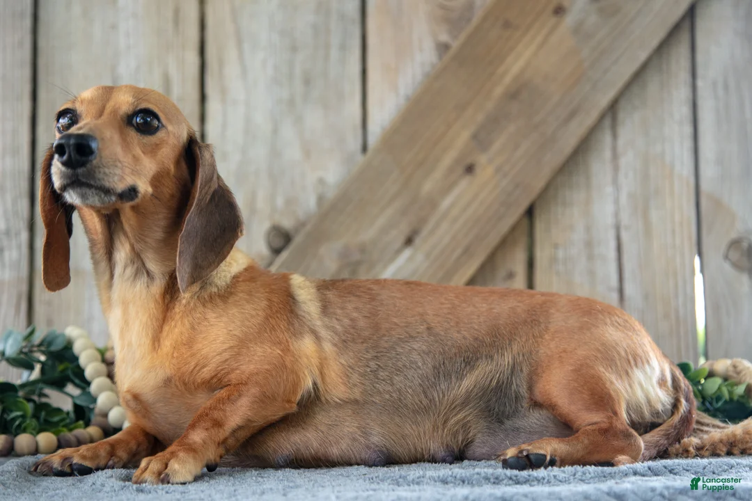 Miniature Dachshund dogs for sale: Asher - Ad 4