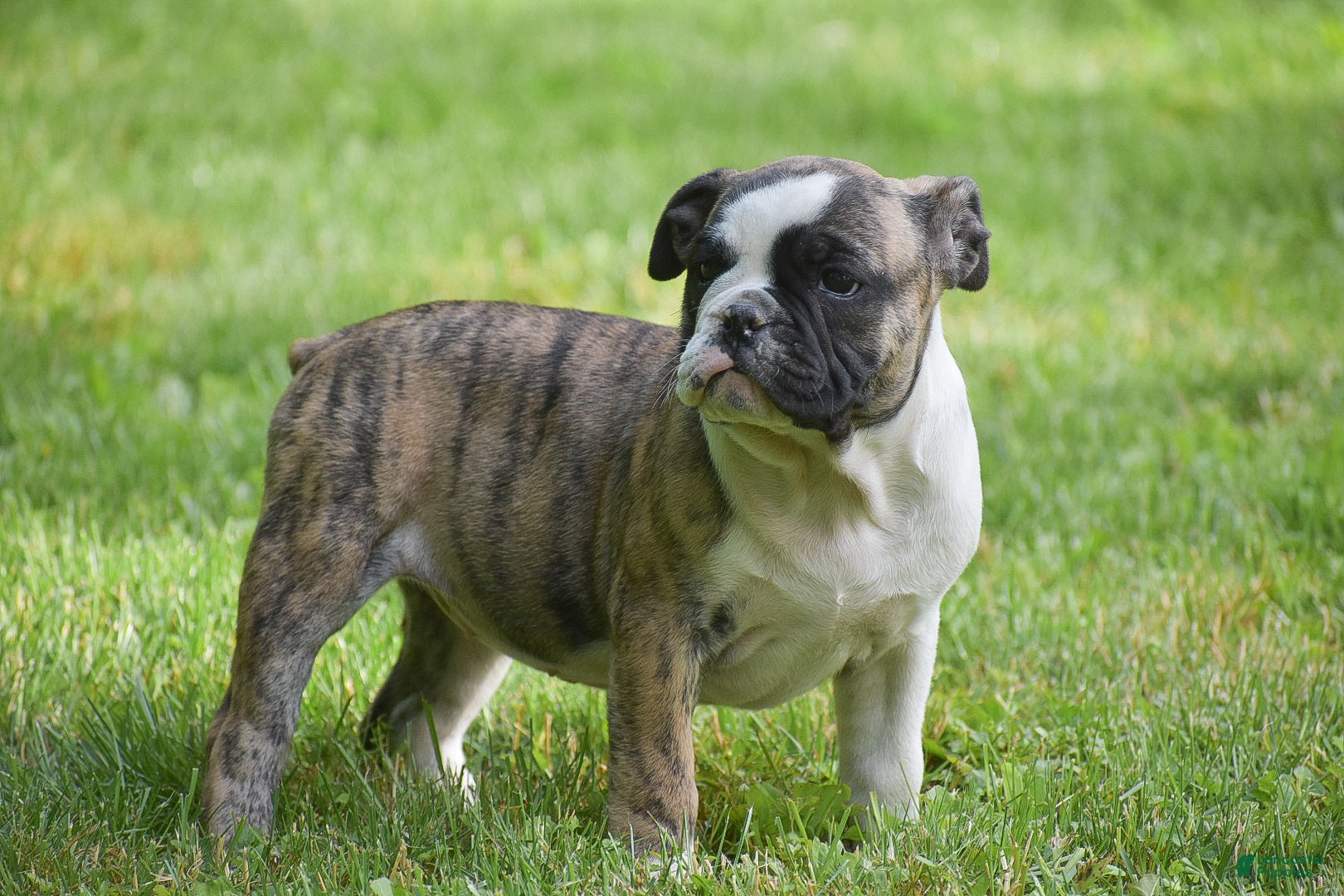 Olde English Bulldogge dogs Aurora - Ad 1