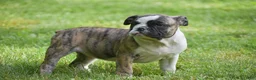 Olde English Bulldogge dogs for sale: Aurora - Ad 1