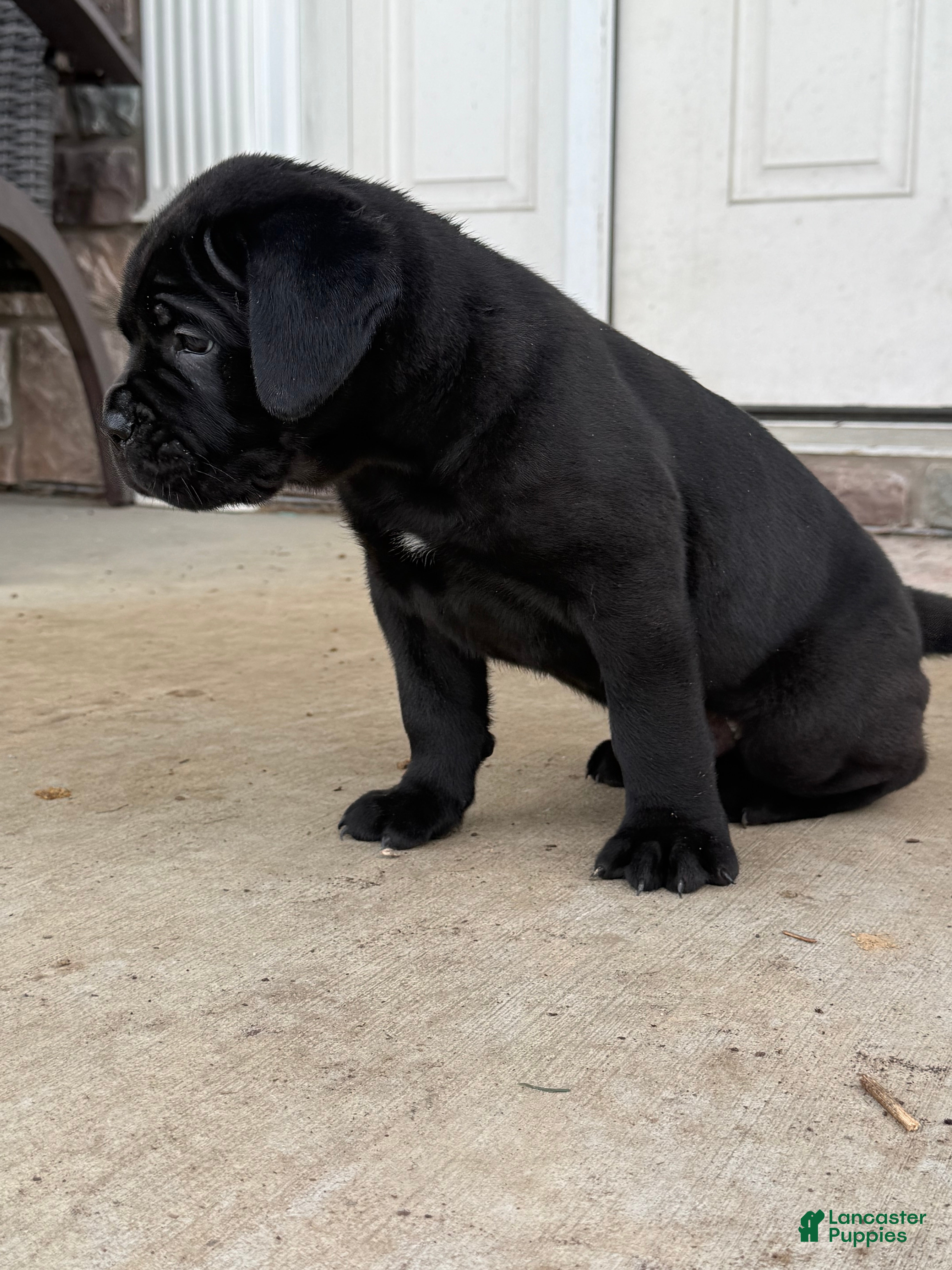 Cane Corso dogs Cane Corso Puppy 2 - Ad 2