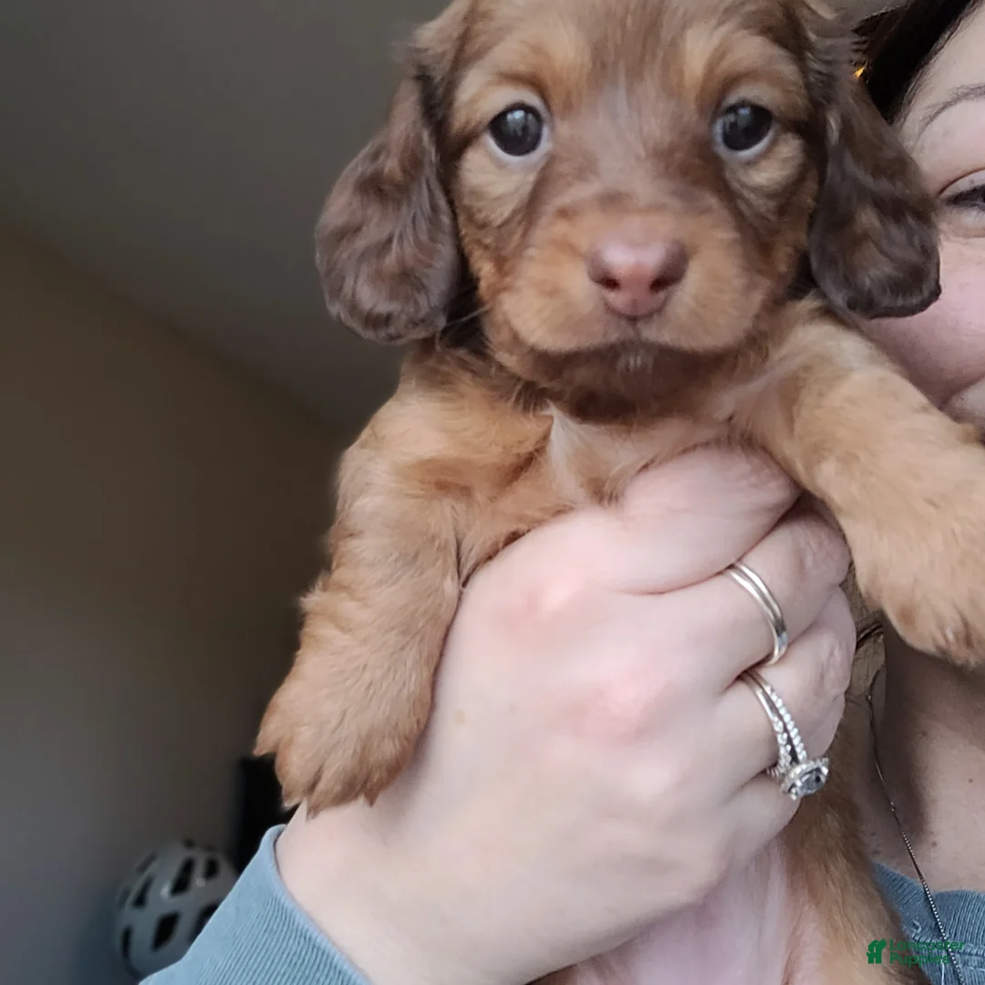 Miniature Dachshund dogs for sale: Rhiannon  - Ad 2