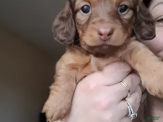 Miniature Dachshund dogs Rhiannon - Ad 18