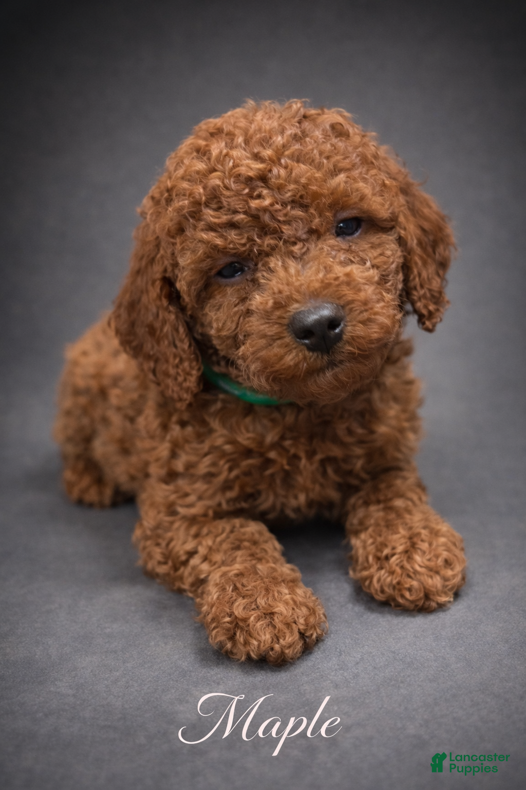 Toy Poodle dogs Maple - Ad 1