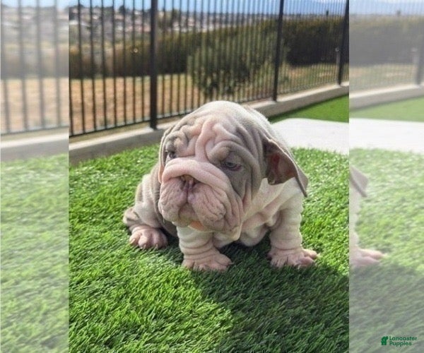 English Bulldog dogs JAWS - VELVET LILAC TRI IN LA CA WITH USA DELIVERY - Ad 12