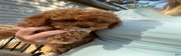 Mini Goldendoodle dogs for sale: Jax  - Ad 5