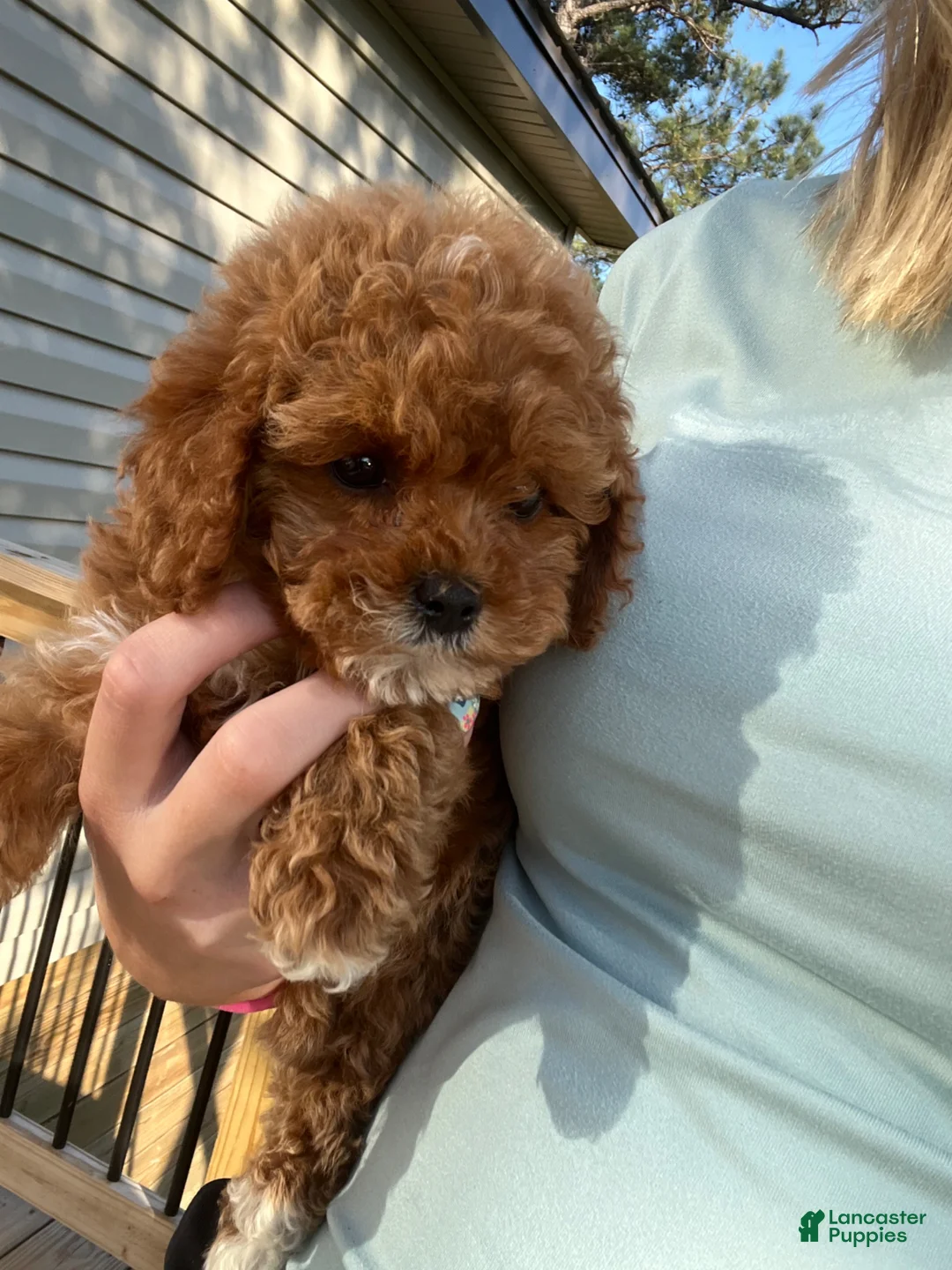 Mini Goldendoodle dogs for sale: Jax  - Ad 5