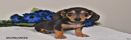 Miniature Dachshund dogs for sale: Jackson - Ad 3