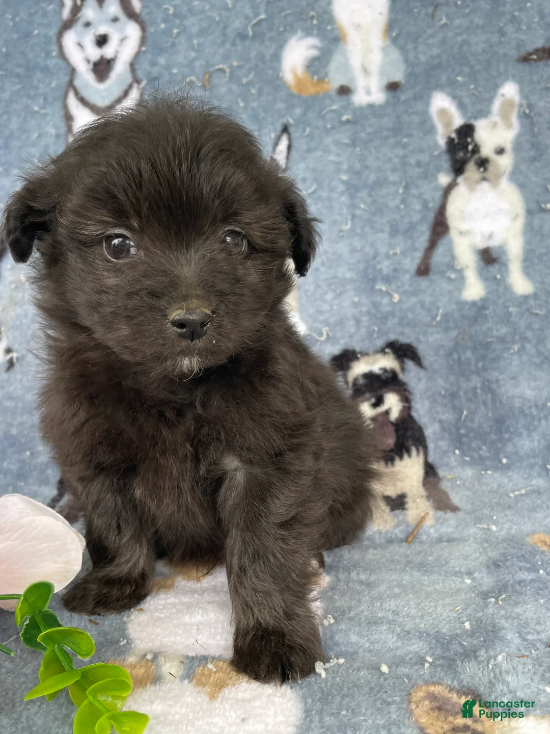 Toy Poodle dogs for sale: Hamlet - Ad 2