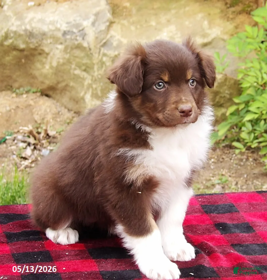 Australian Shepherd dogs for sale: Terra - Ad 2