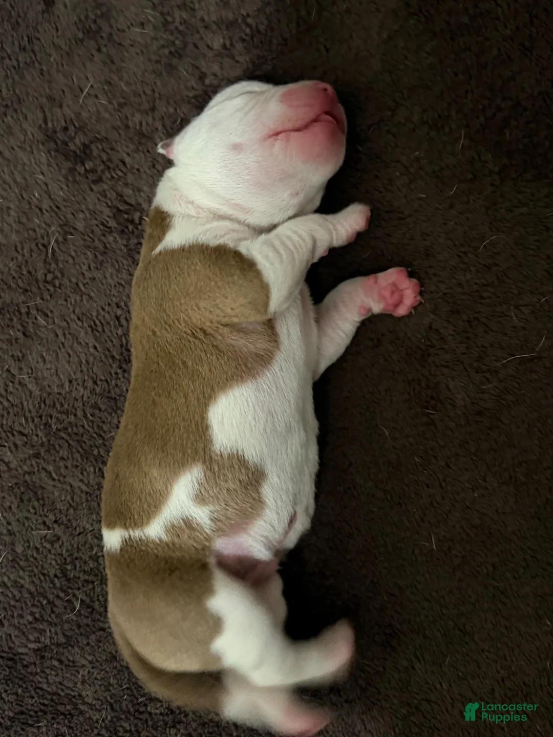 American Bully dogs for sale: American Bully 2 - Ad 9