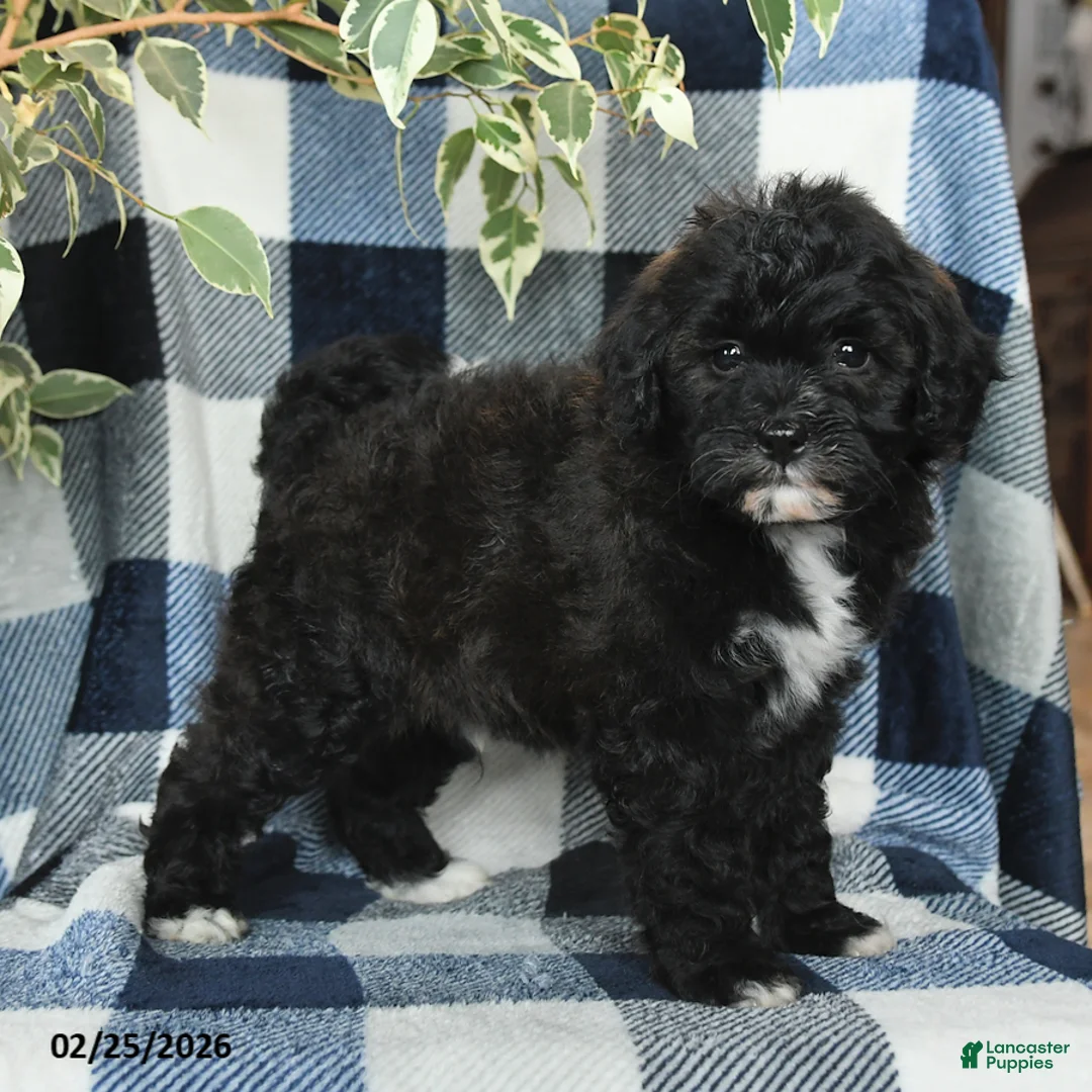 Mixed Breed dogs for sale: River - Ad 4