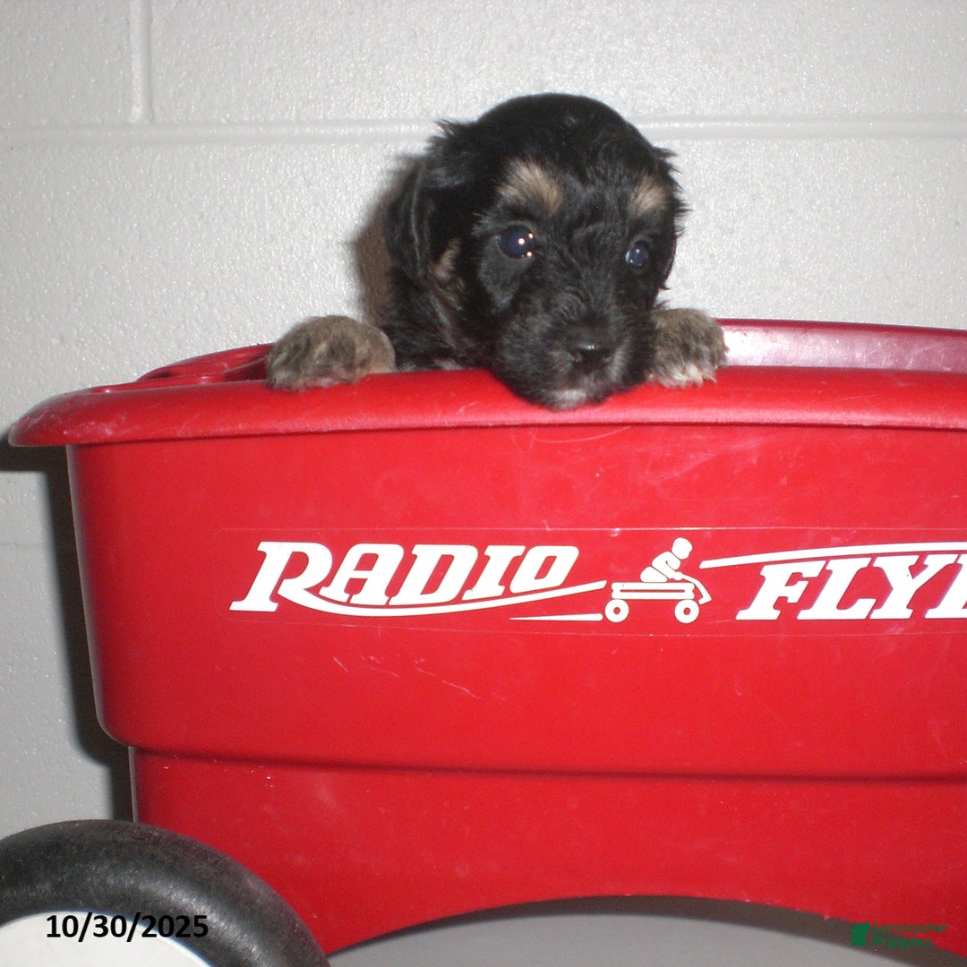 Yorkiepoo dogs for sale: Trent - Ad 23