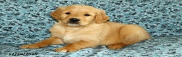 Golden Retriever dogs for sale: Hope - Ad 4