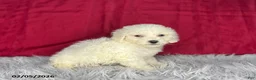 Bichon Frise dogs for sale: Shirley - Ad 2