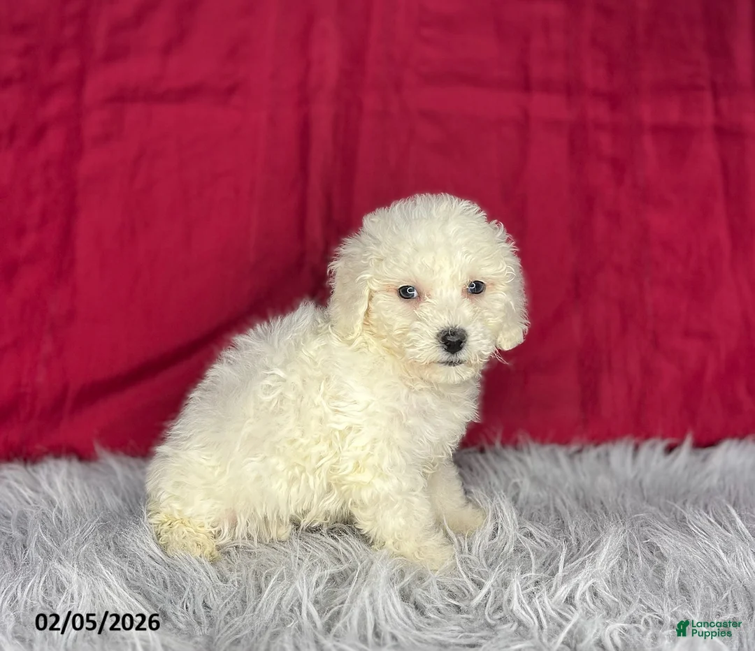 Bichon Frise dogs for sale: Shirley - Ad 2