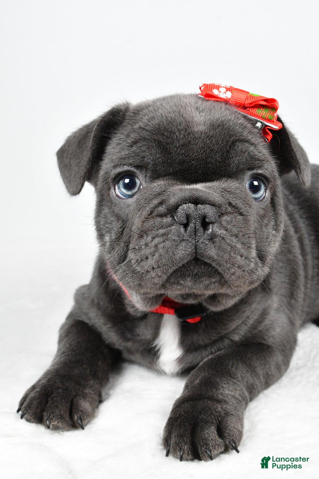 French Bulldog dogs for sale: Austin  - Ad 6