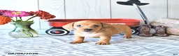 Miniature Dachshund dogs for sale: Tasha - Ad 1