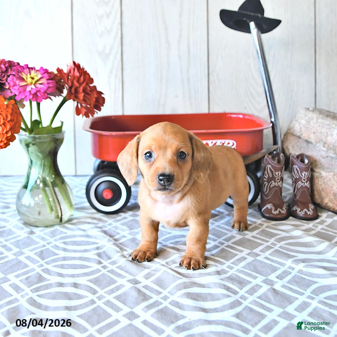 Miniature Dachshund dogs for sale: Tasha - Ad 1