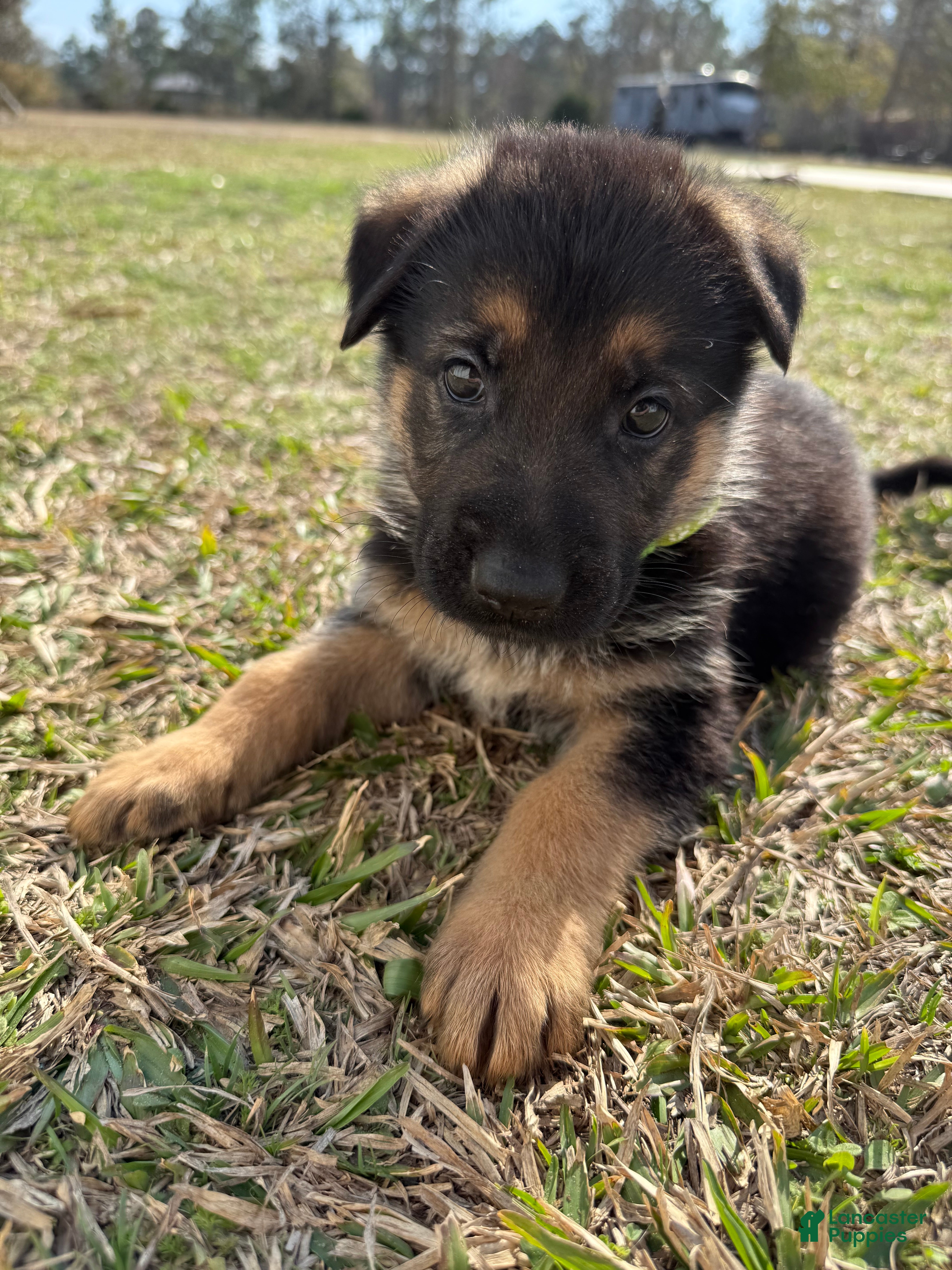 German Shepherd dogs Dale - Ad 11